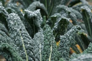 Tuscan_Kale