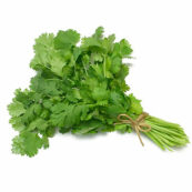 Coriander Bunch LOCAL