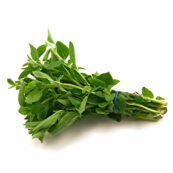 Oregano LOCAL