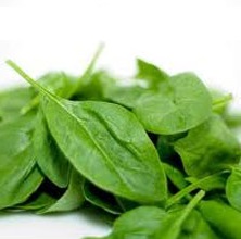 Organic_Baby_Spinach