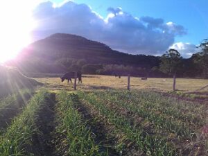Fresh Garlic NSW