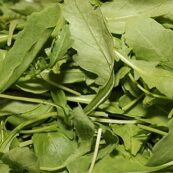 Rocket 120g Punnet