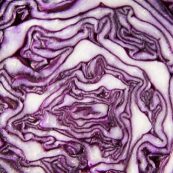 Organic_Red_Cabbage