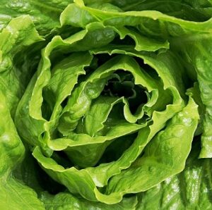 Lettuce_Cos