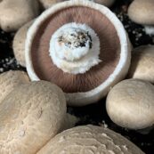 Mushrooms, Swiss Brown 200g LOCAL
