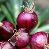 Organic_Red_Onion_Bunch