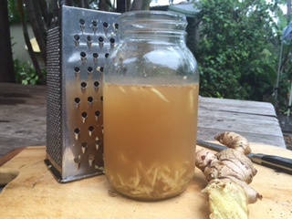 Ginger_Beer_Bug