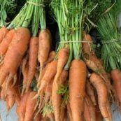 Carrots, Dutch Bunch LOCAL