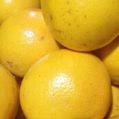 Grapefruit x 3, Yellow LOCAL