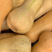 Pumpkin Butternut, Small LOCAL