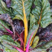 Organic_Chard