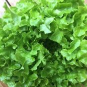 Luscious_Local_Lettuce