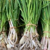 Garlic Shallots bunch LOCAL
