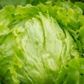 Lettuce Iceberg