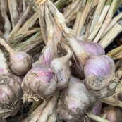 Garlic Bulb Bunch (SMALL Bulbs) LOCAL - just harvested!