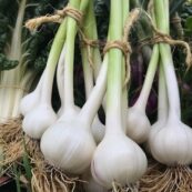 Garlic Bulb Bunch (SMALL Bulbs) LOCAL - just harvested!
