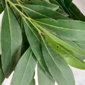 Bay Leaves LOCAL