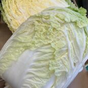 Chinese Cabbage WHOLE, LOCAL