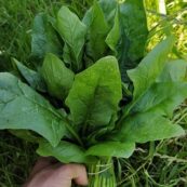English Spinach Bunch