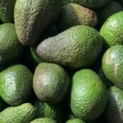 Avocados 500g Hass