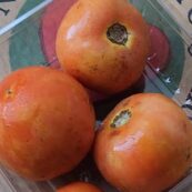 Tomatoes 500g LOCAL Rain damaged (look bad, taste great!)