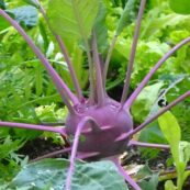 Kohlrabi Bunch