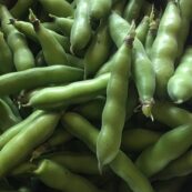 Broadbeans 500g LOCAL