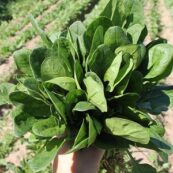 English Spinach Bunch LOCAL
