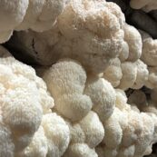 Mushrooms, Lions Mane 100g